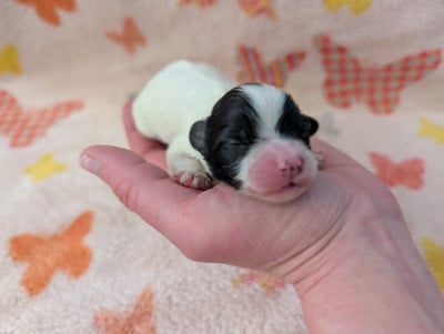 Les chiots de Epagneul nain Continental (Papillon)