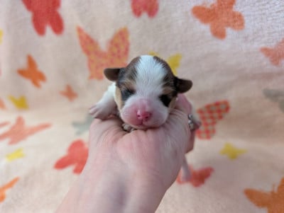Les chiots de Epagneul nain Continental (Papillon)