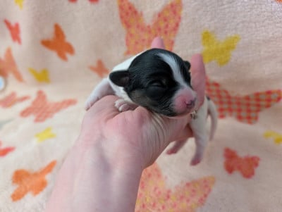Les chiots de Epagneul nain Continental (Papillon)