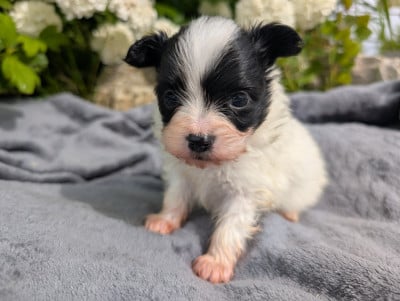 Les chiots de Epagneul nain Continental (Papillon)