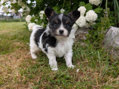 Les chiots de Epagneul nain Continental (Papillon)