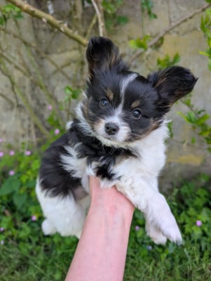 Les chiots de Epagneul nain Continental (Papillon)