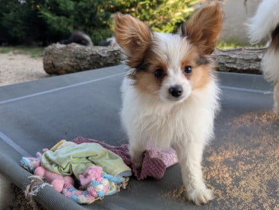 Les chiots de Epagneul nain Continental (Papillon)