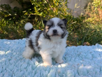 Les chiots de Spitz allemand