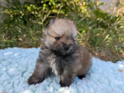 Les chiots de Spitz allemand