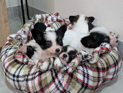 Les chiots de Epagneul nain Continental (Papillon)