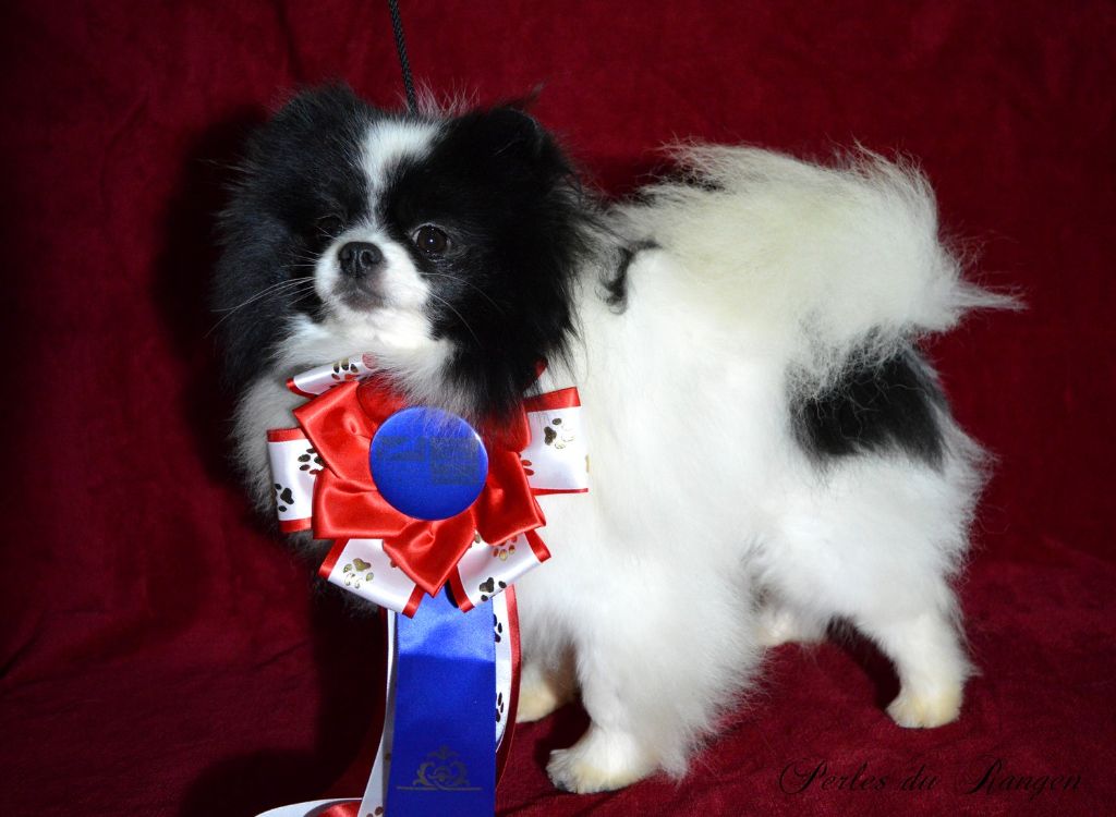 Nem Des Perles Du Rangen - 1er Excellent CACS