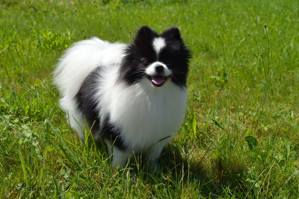 Nem Des Perles Du Rangen - Confirmée /1er Excellent CACS