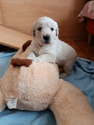 Les chiots de Golden Retriever