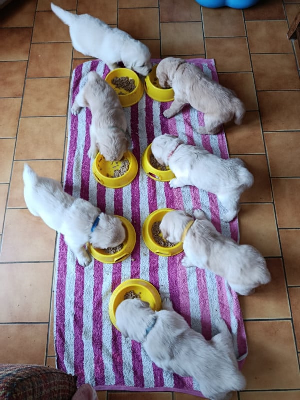 Golden Retriever - Des Plateaux Du Septaine