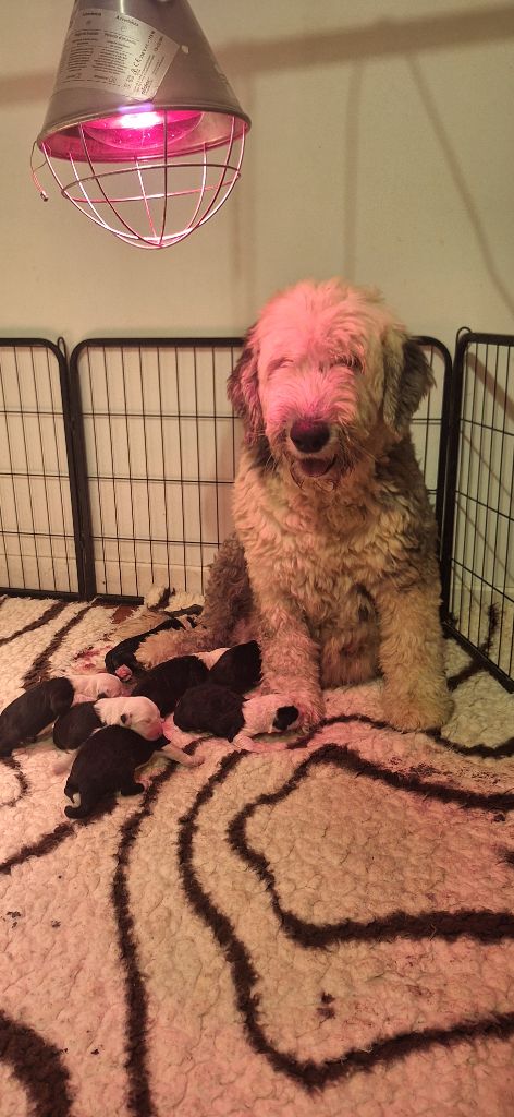 Bobtail - Lords of Cuzay