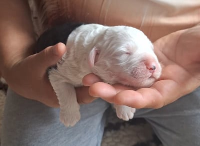 Les chiots de Bobtail