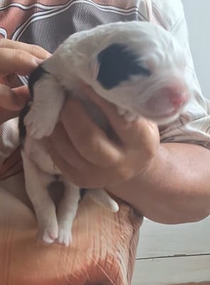 Les chiots de Bobtail