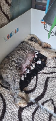 Les chiots de Bobtail