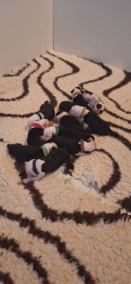 Les chiots de Bobtail