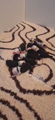 Les chiots de Bobtail