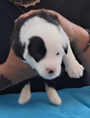 Les chiots de Bobtail