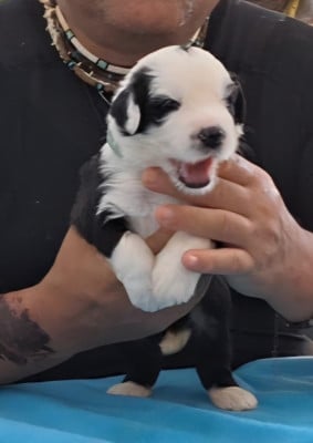 Les chiots de Bobtail
