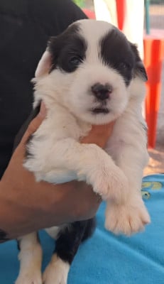 Les chiots de Bobtail