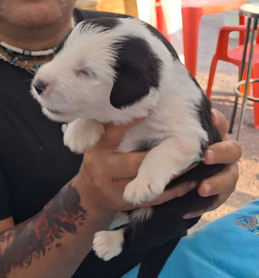 Les chiots de Bobtail