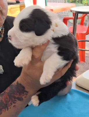 Les chiots de Bobtail