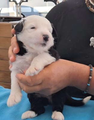 Les chiots de Bobtail