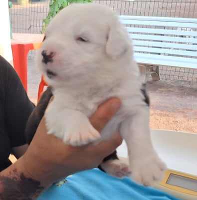 Les chiots de Bobtail