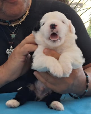 Les chiots de Bobtail
