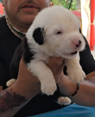 Les chiots de Bobtail