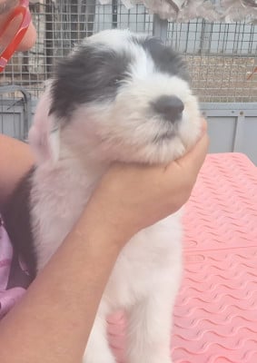 Collier blanc - Bobtail