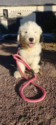 Bouba - Bobtail