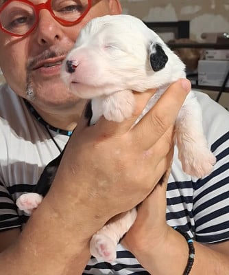 Les chiots de Bobtail