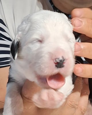 Les chiots de Bobtail