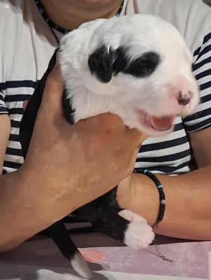 Les chiots de Bobtail