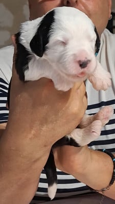 Les chiots de Bobtail