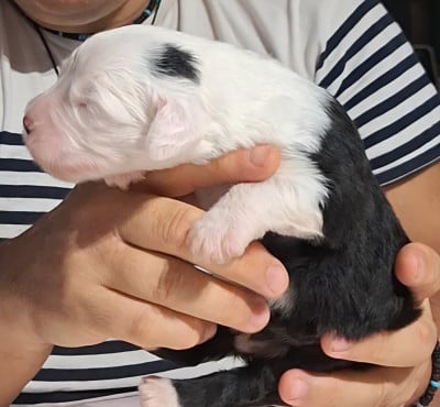 Les chiots de Bobtail