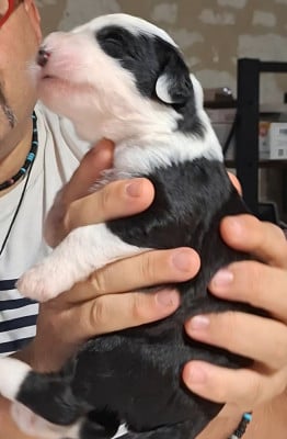 Les chiots de Bobtail
