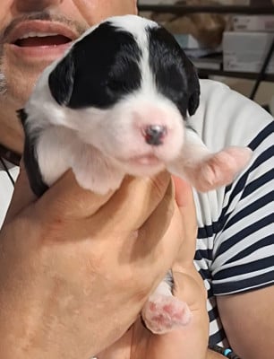 Les chiots de Bobtail