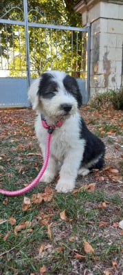 Les chiots de Bobtail