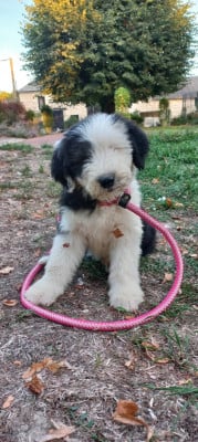 Les chiots de Bobtail