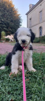 Les chiots de Bobtail