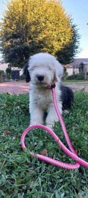 Les chiots de Bobtail
