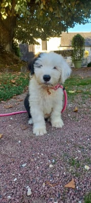 Les chiots de Bobtail