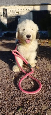 Les chiots de Bobtail