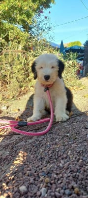Les chiots de Bobtail