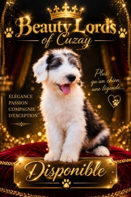 Les chiots de Bobtail