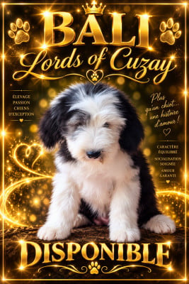 Les chiots de Bobtail