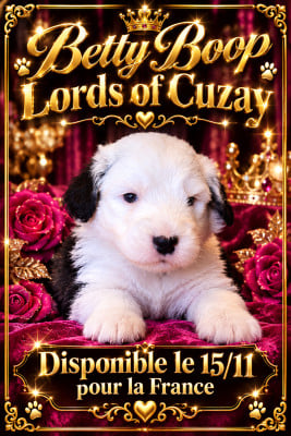Les chiots de Bobtail