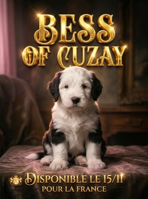 Les chiots de Bobtail