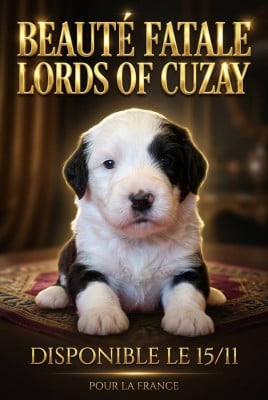 Les chiots de Bobtail